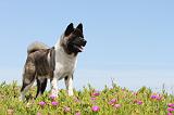 AKITA AMERICAIN 027